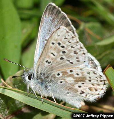 Sierra Blue (Agriades podarce)