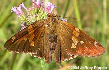 Silver-spotted Skipper with Crab Spider