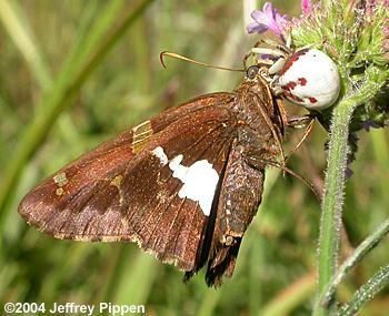 Silver-spotted Skipper with Crab Spider