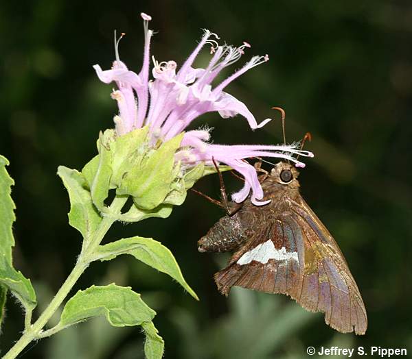 Silver-spotted Skipper (Epargyreus clarus)