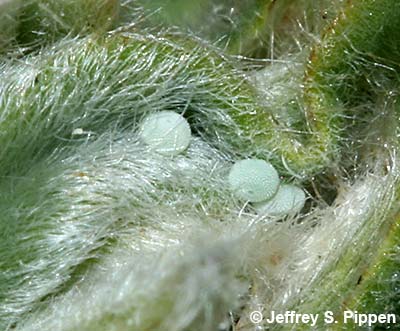 Silvery Blue (Glaucopsyche lygdamus)