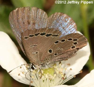 Silvery Blue (Glaucopsyche lygdamus)
