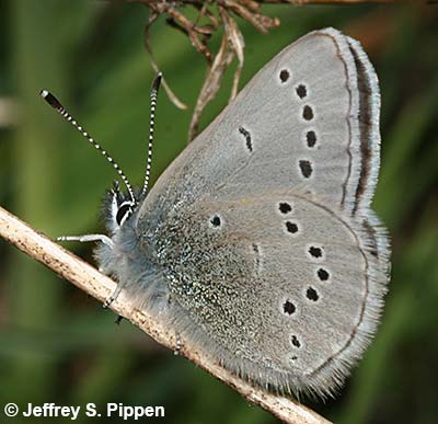 Silvery Blue (Glaucopsyche lygdamus)