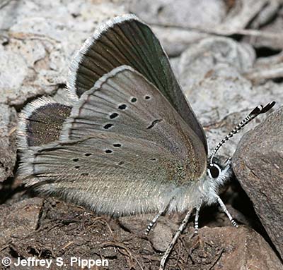 Silvery Blue (Glaucopsyche lygdamus)