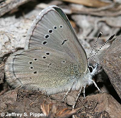 Silvery Blue (Glaucopsyche lygdamus)