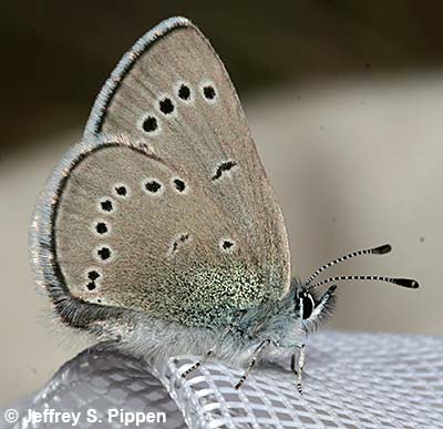 Silvery Blue (Glaucopsyche lygdamus)