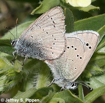 Silvery Blue (Glaucopsyche lygdamus)