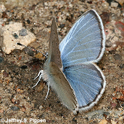 Silvery Blue (Glaucopsyche lygdamus)