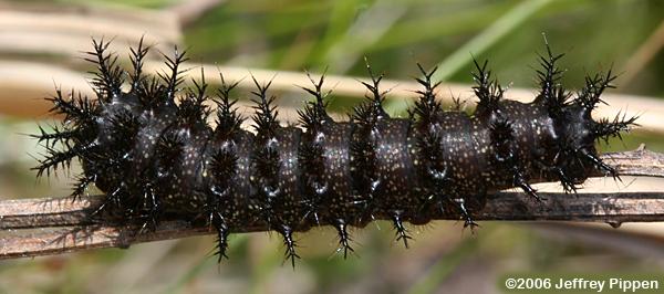 Silvery Checkerspot (Chlosyne nycteis)