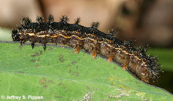 Silvery Checkerspot (Chlosyne nycteis)