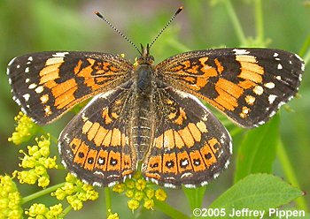 Silvery Checkerspot (Chlosyne nycteis)