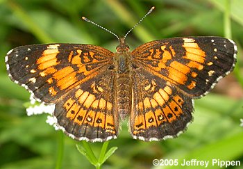 Silvery Checkerspot (Chlosyne nycteis pastoron)