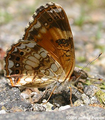 Silvery Checkerspot (Chlosyne nycteis)