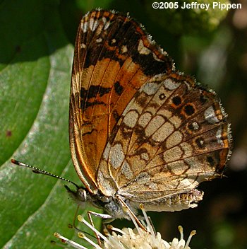 Silvery Checkerspot (Chlosyne nycteis)