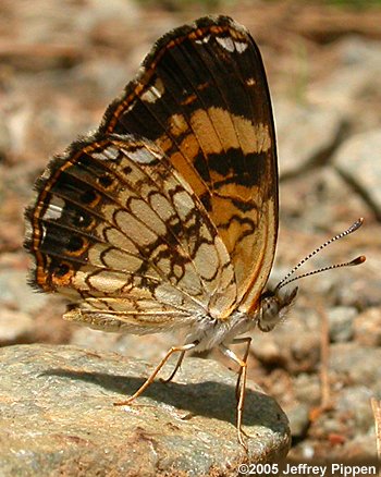 Silvery Checkerspot (Chlosyne nycteis)