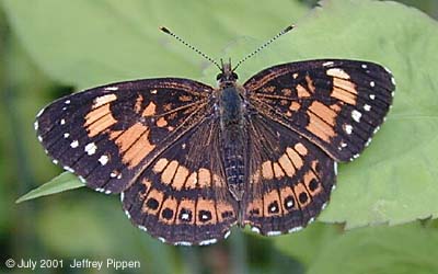Silvery Checkerspot (Chlosyne nycteis pastoron)