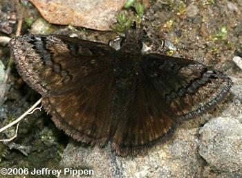 Sleepy Duskywing (Erynnis brizo)