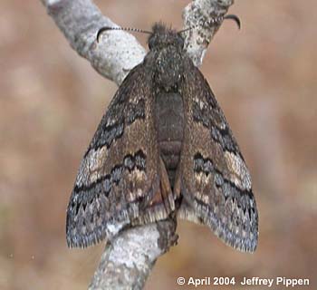 Sleepy Duskywing (Erynnis brizo)