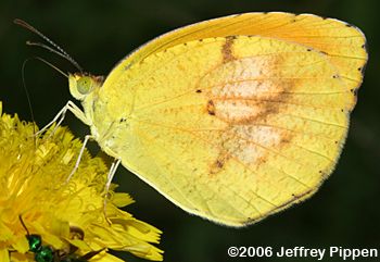Sleepy Orange (Abaeis nicippe)