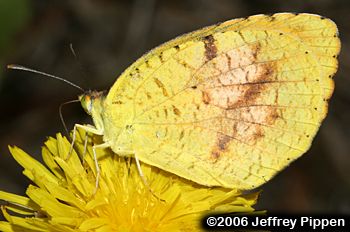 Sleepy Orange (Abaeis nicippe)