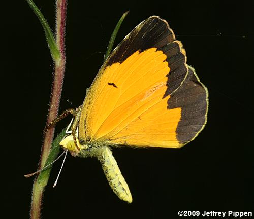 Sleepy Orange (Abaeis nicippe)