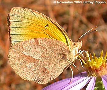 Sleepy Orange (Abaeis nicippe)