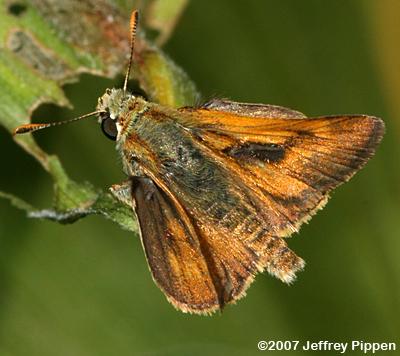 Sonoran Skipper (Polites sonora)