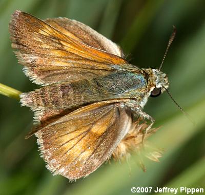 Sonoran Skipper (Polites sonora)