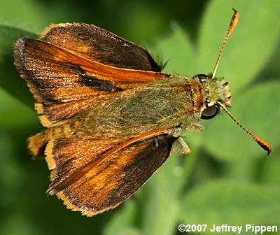 Sonoran Skipper (Polites sonora)