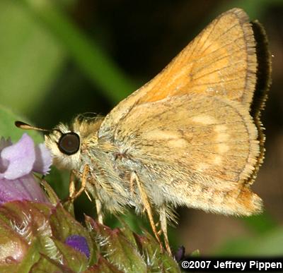 Sonoran Skipper (Polites sonora)