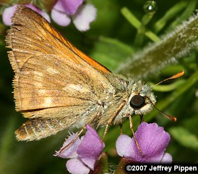 Sonoran Skipper (Polites sonora)