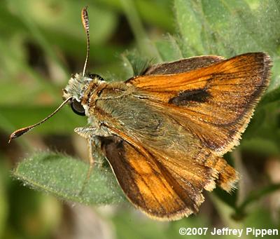 Sonoran Skipper (Polites sonora)