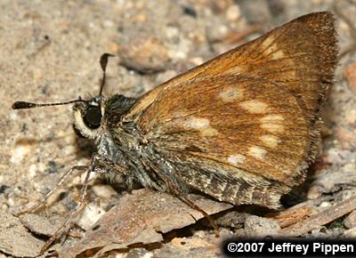 Sonoran Skipper (Polites sonora)