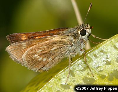 Sonoran Skipper (Polites sonora)