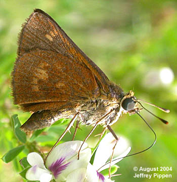Southern Broken-Dash (Wallengrenia otho)