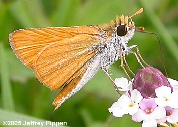 Southern Skipperling (Copaeodes minimus)