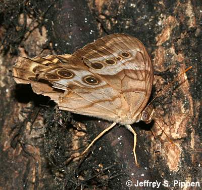 Southern Pearly-eye (Lethe portlandia)