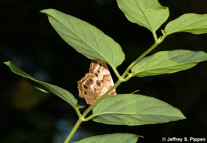 Southern Pearly-eye (Lethe portlandia)