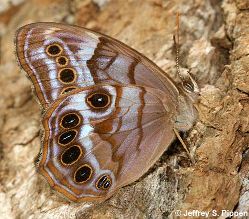 Southern Pearly-eye (Lethe portlandia)
