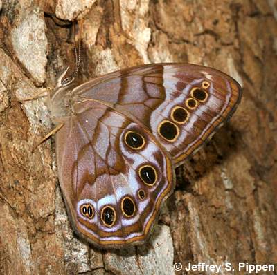 Southern Pearly-eye (Lethe portlandia)