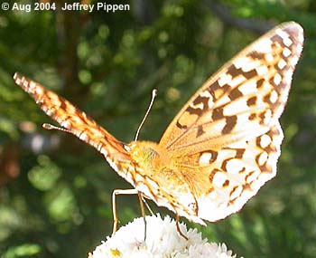 Coronis Fritillary (Argynnis coronis)