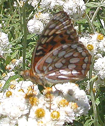 Coronis Fritillary (Speyeria coronis)