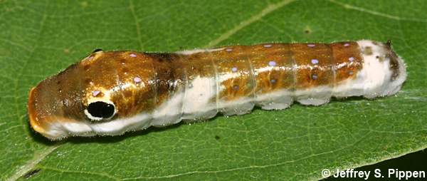 Spicebush Swallowtail caterpillar (Papilio troilus)
