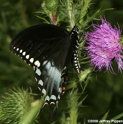 Spicebush Swallowtail (Pterourus troilus)