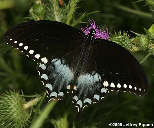 Spicebush Swallowtail (Papilio troilus)