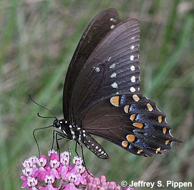 Spicebush Swallowtail (Papilio troilus)