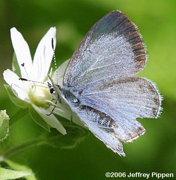 Spring Azure (Celastrina ladon)