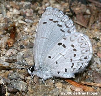 Spring Azure (Celastrina ladon)