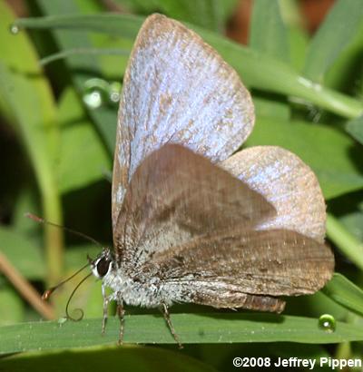Spring Azure (Celastrina ladon)