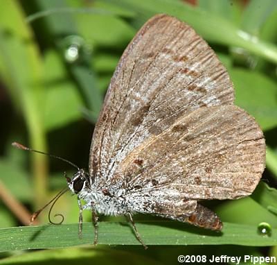 Spring Azure (Celastrina ladon)